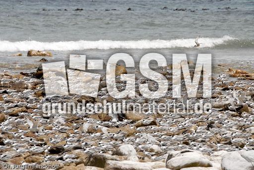 Seeschwalbe (4 von 7).jpg